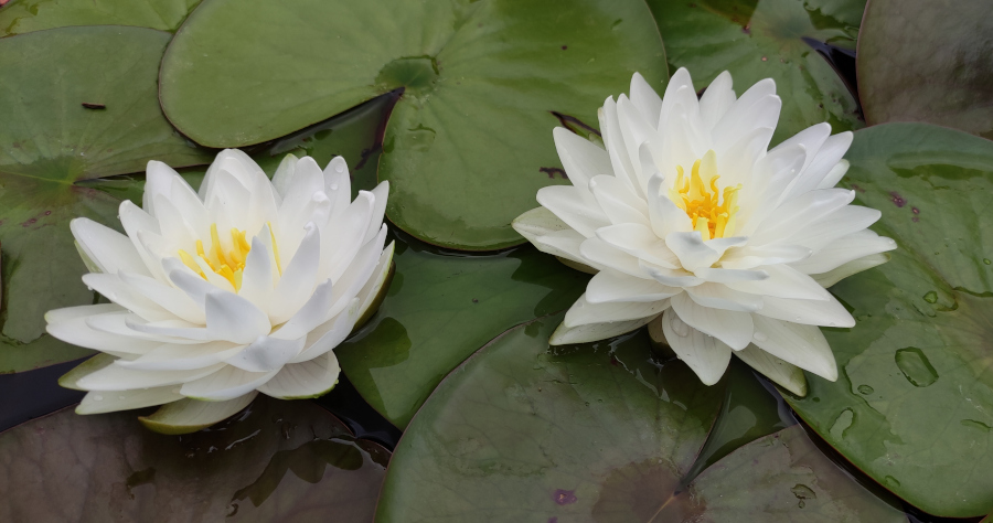 Nymphaea 'Gonnere' - immagine 2