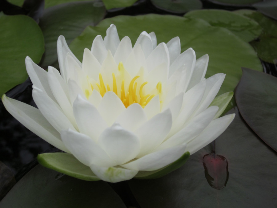 Nymphaea 'Gonnere' - immagine 3