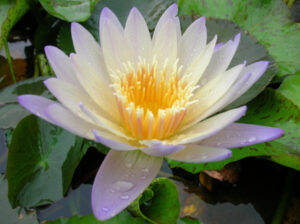 Nymphaea 'Green Smoke'