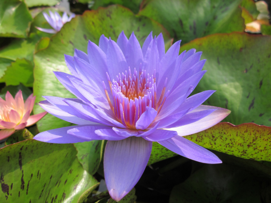 Nymphaea 'Laura Frase' - immagine 2