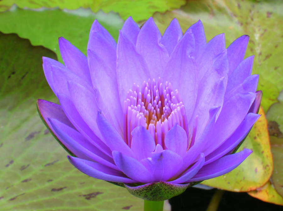 Nymphaea 'Laura Frase' - immagine 3