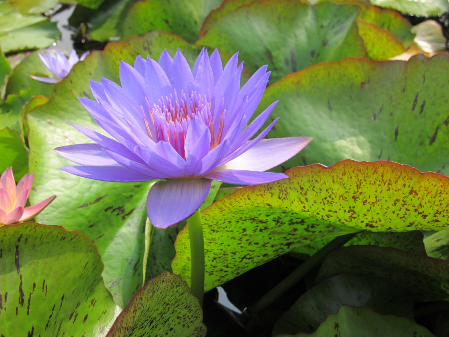 Nymphaea 'Laura Frase'