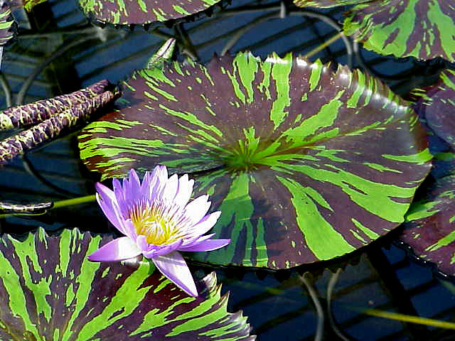 Nymphaea 'Leopardess'