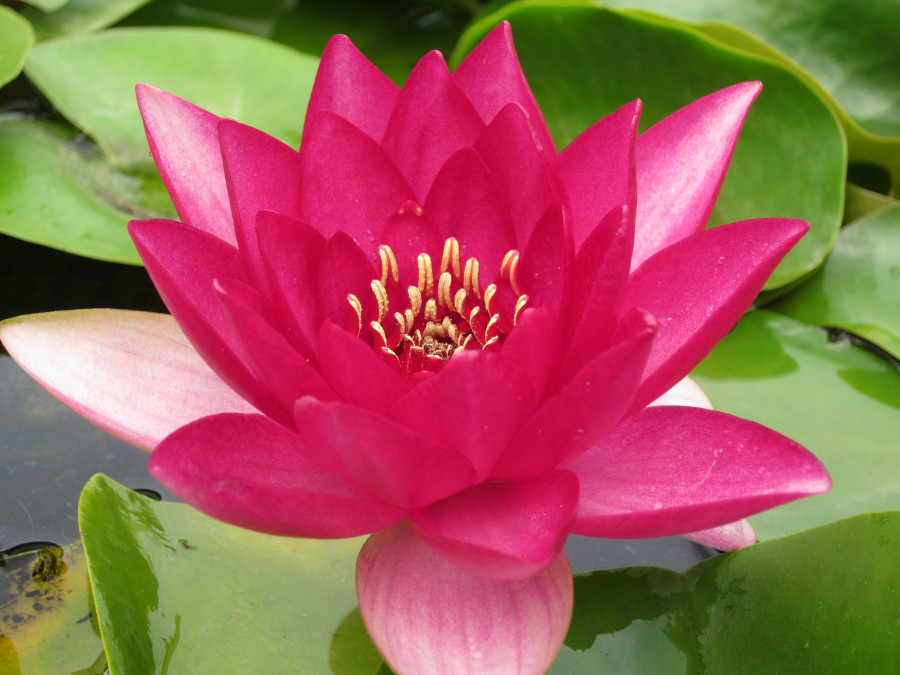 Nymphaea 'Liou' - immagine 2