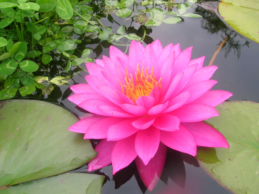 Nymphaea 'Mayla' - immagine 2