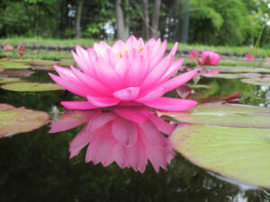 Nymphaea 'Mayla'