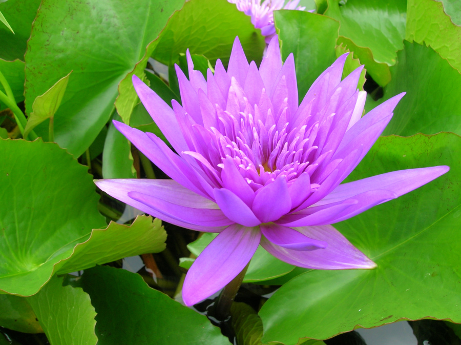 Nymphaea 'Midnight'