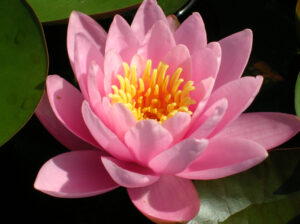 Nymphaea 'Norma Gedye'