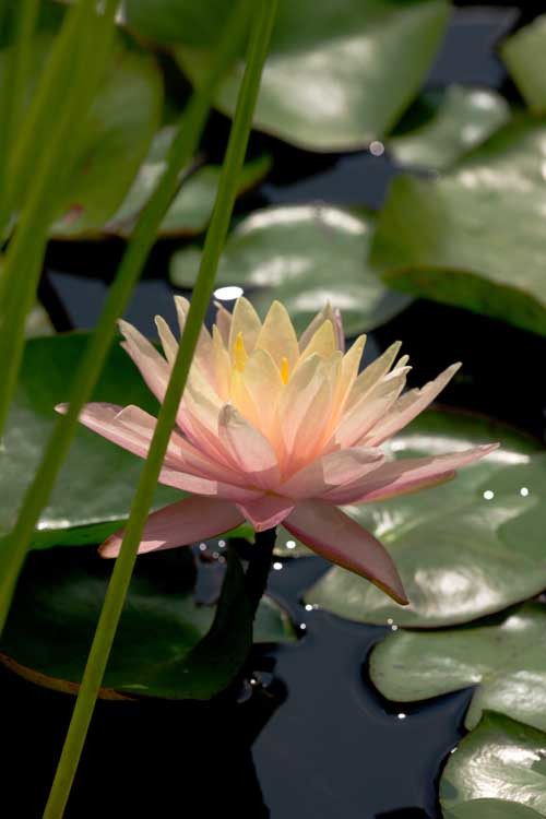 Nymphaea 'Peaches and Cream' - immagine 2