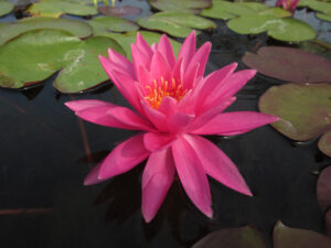 Nymphaea 'Perry's Magnificent'