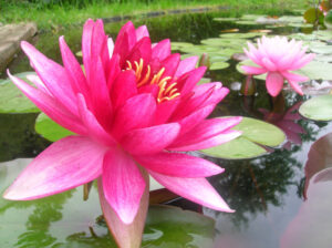 Nymphaea 'Perry's Red Star'