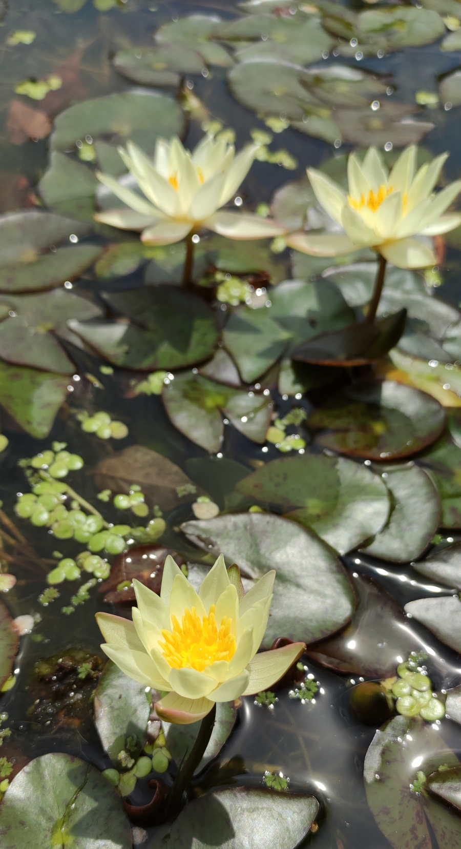 Nymphaea pygmaea 'Helvola'