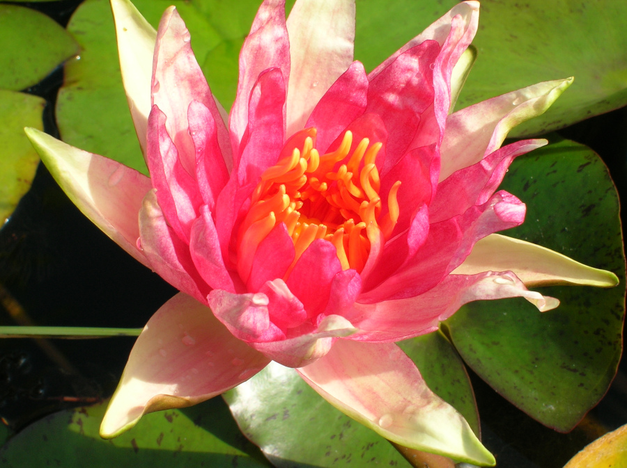 Nymphaea 'Red Spider' - immagine 2