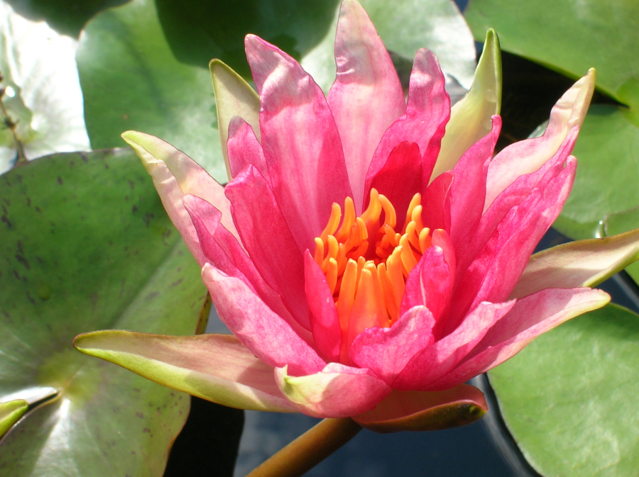 Nymphaea 'Red Spider'