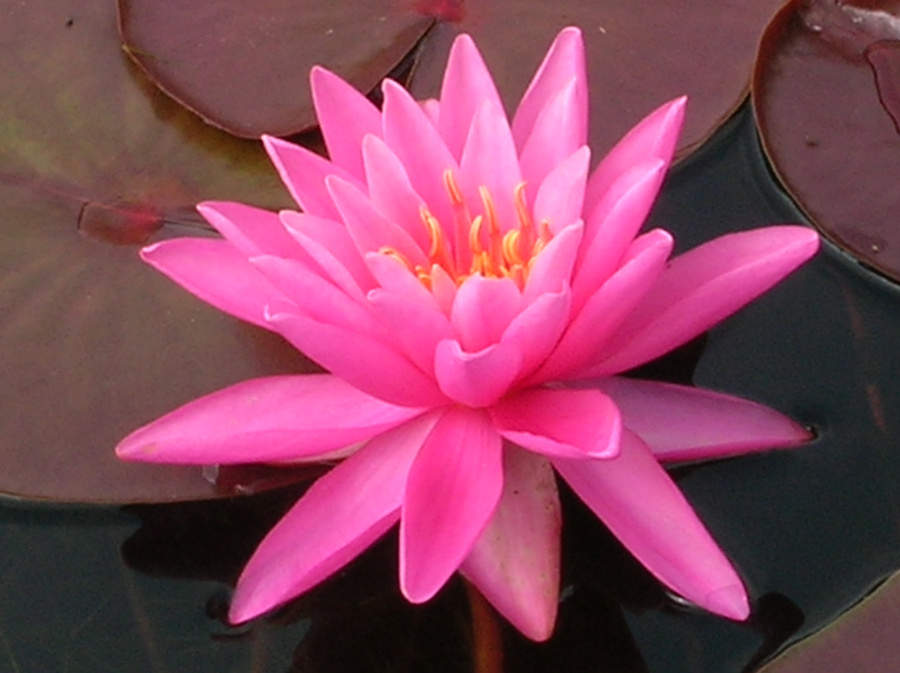 Nymphaea 'Rose Arey' - immagine 2