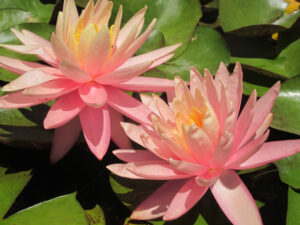 Nymphaea 'Sunny Pink'