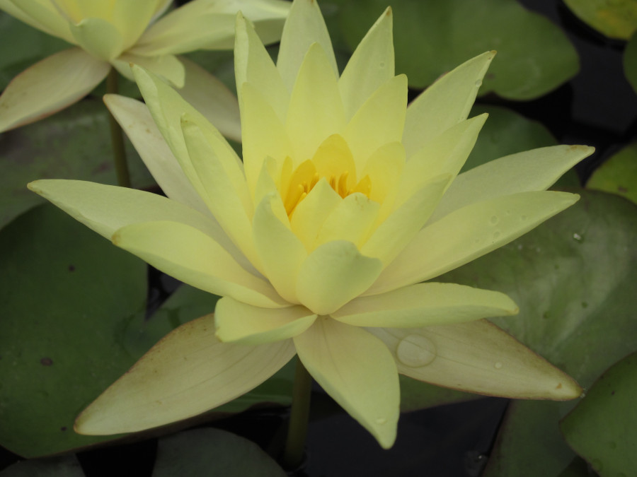 Nymphaea 'Sunrise'