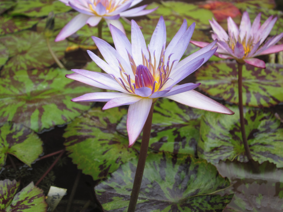 Nymphaea 'Tanglewood Blue'