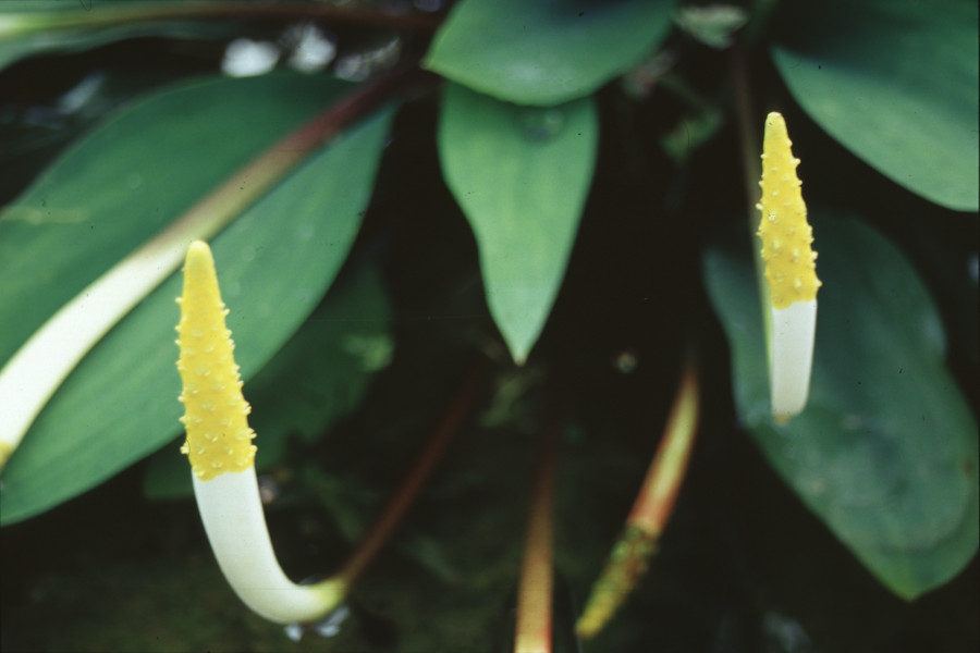Orontium aquaticum - immagine 2