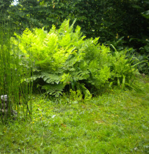 Osmunda regalis