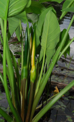 Peltandra virginica