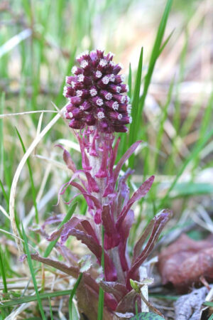 Petasites hybridus