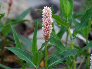 Polygonum amphybium