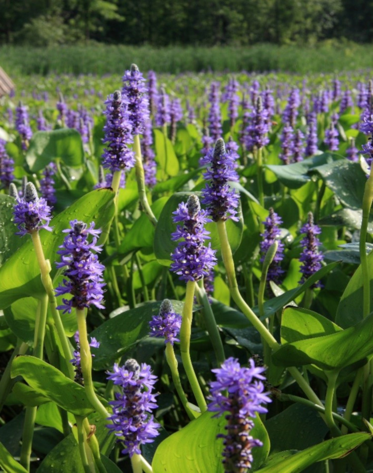 Pontederia cordata