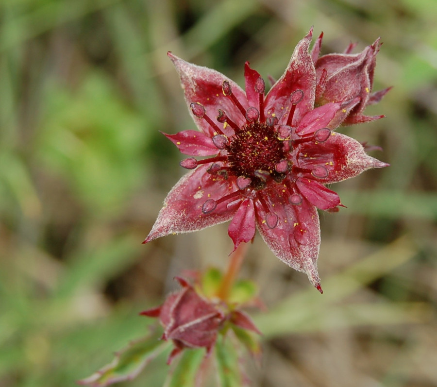 Potentilla palustris - immagine 2
