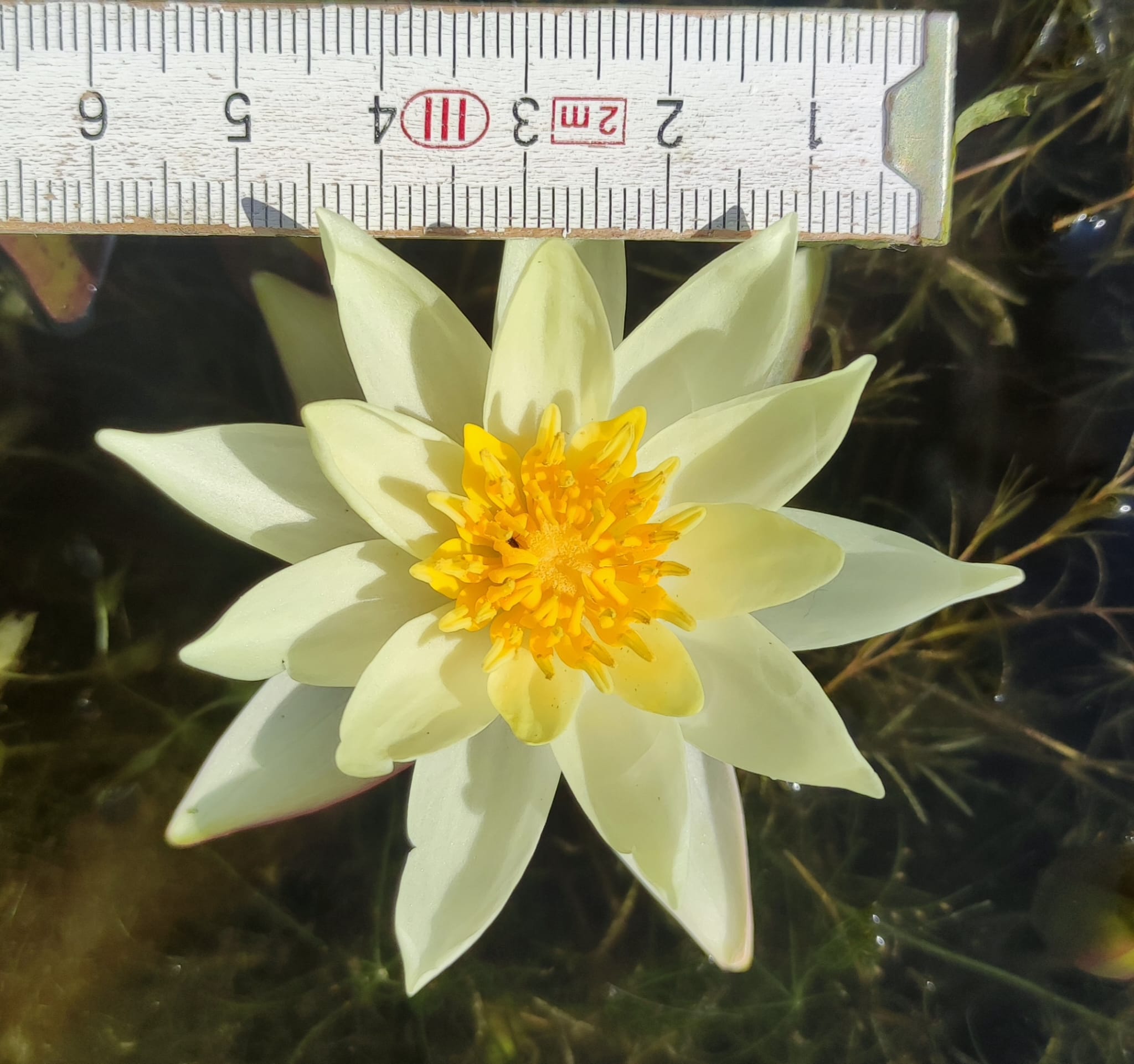 Nymphaea pygmaea 'Helvola' - immagine 2