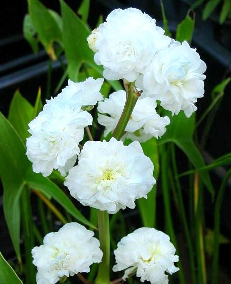Sagittaria japonica 'Plena'