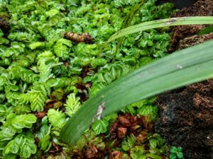 Salvinia natans