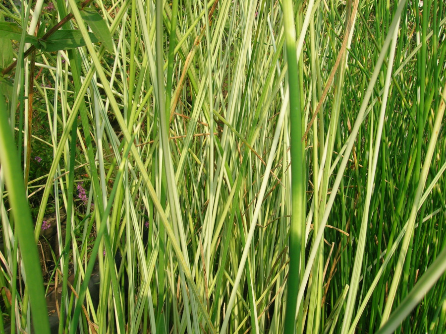 Scirpus 'Albescens' (sin. Schoenoplectus lacustris sub. Tabernaemontani 'Albescens')