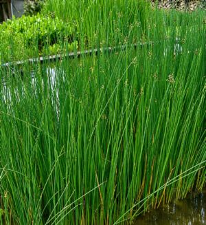 Scirpus lacustris