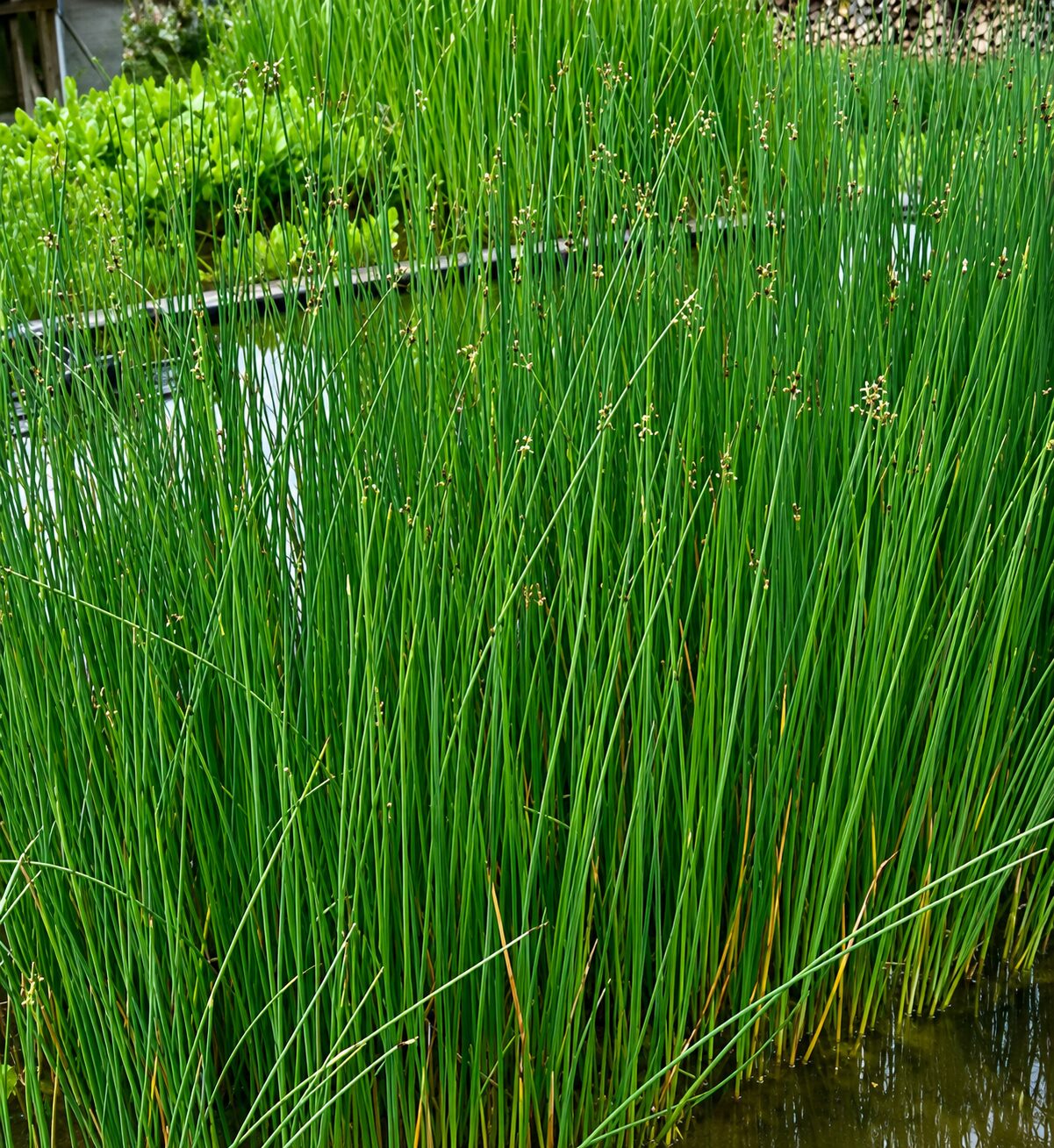 Scirpus lacustris