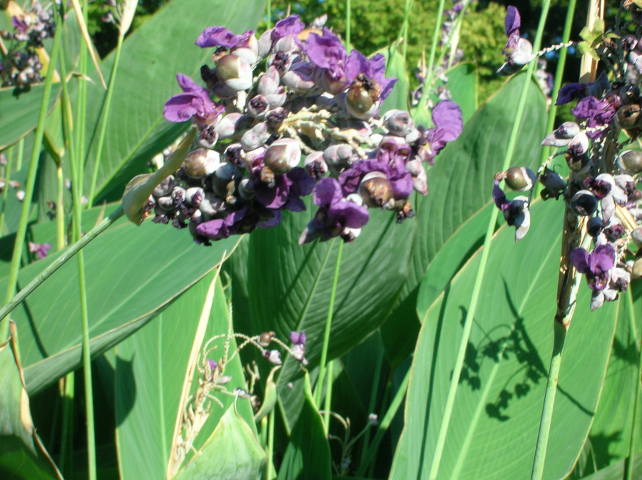 Thalia dealbata