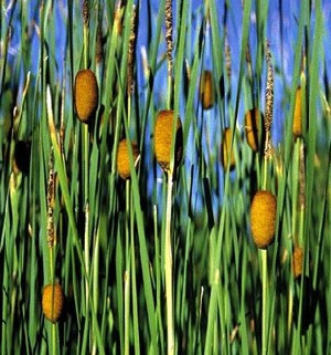 Typha laxmannii