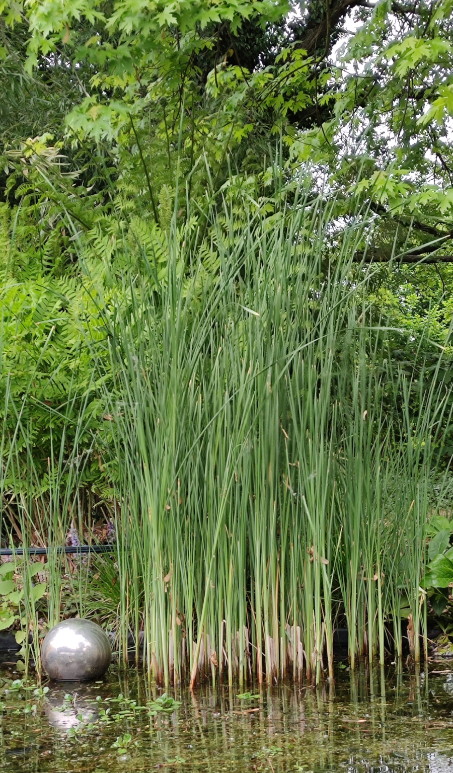Typha laxmannii - immagine 2