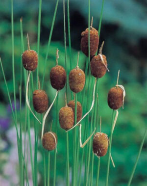 Typha minima