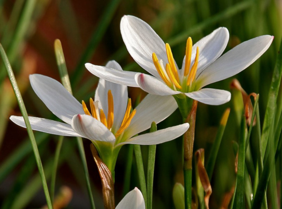 Zephyranthes candida