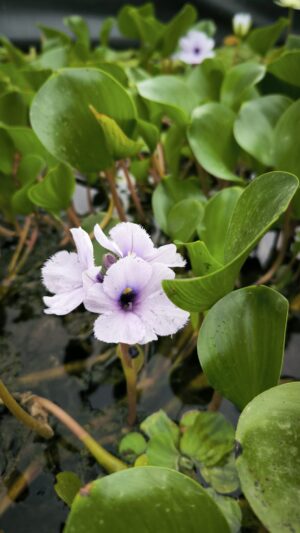 Eichornia azurea
