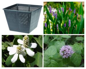 Mentha - Set Palustre laghetto
