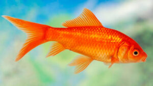 Carassius auratus - Pesce Rosso
