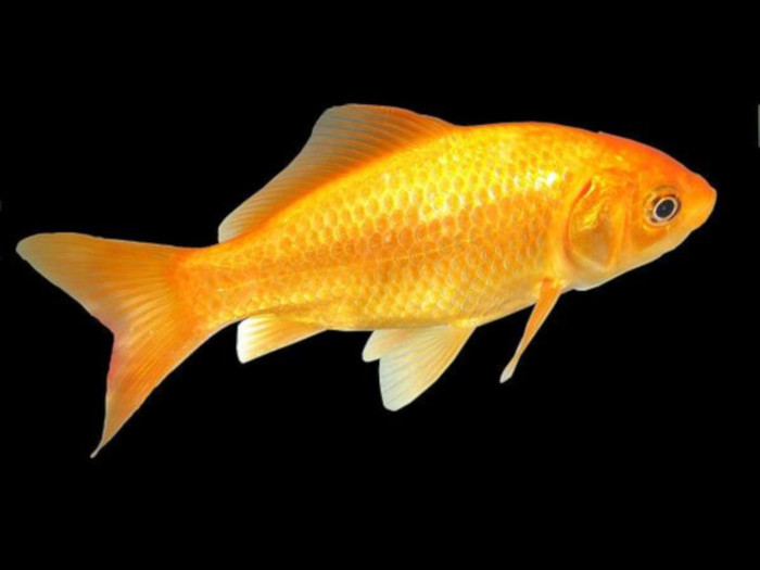 Carassius auratus 'Canarino'