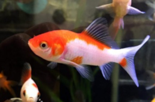 Carassius auratus 'Cometa'