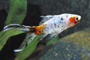 Carassius auratus 'Shubunkin'