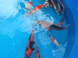 Carpa Koi