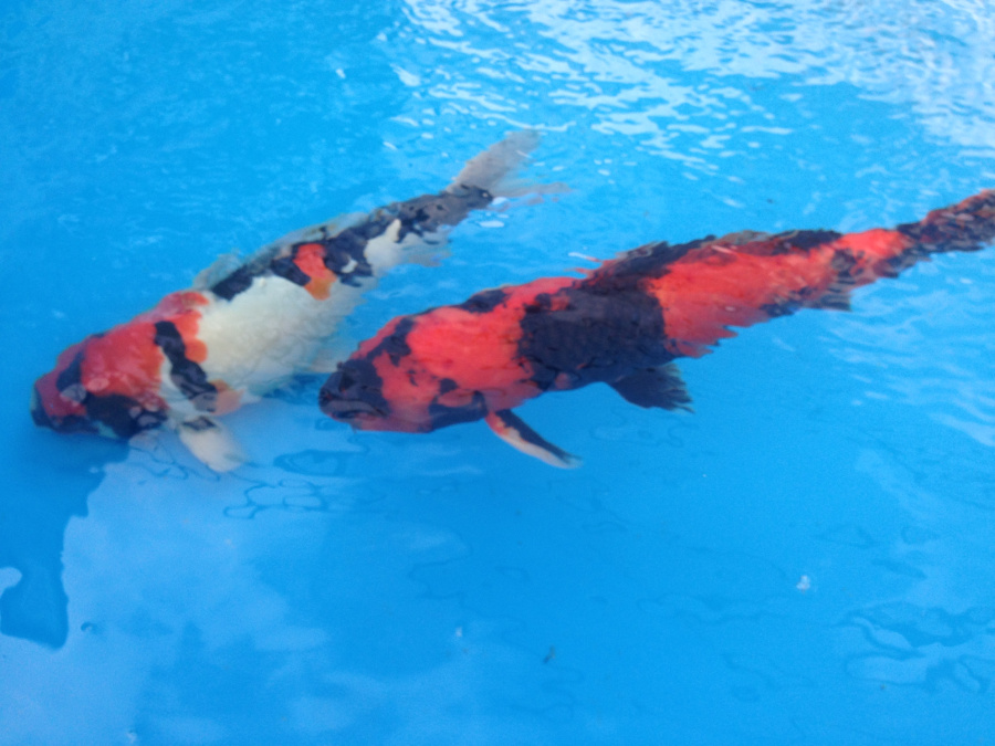 Carpa Koi - immagine 2