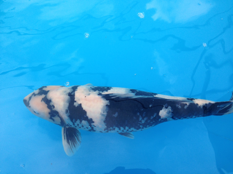 Carpa Koi - immagine 3