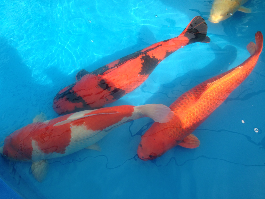 Carpa Koi - immagine 4